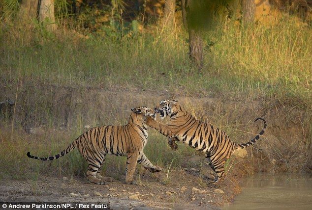 Две мокрые киски в грязи