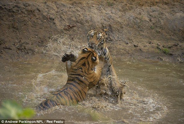 Две мокрые киски в грязи