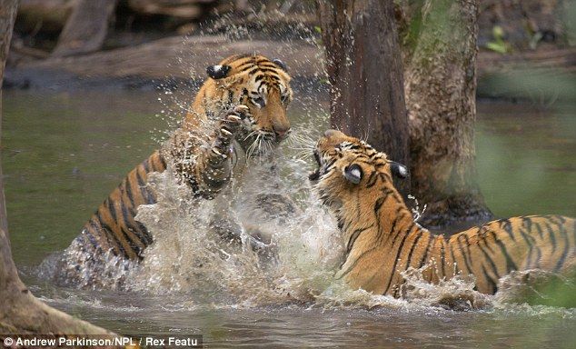 Две мокрые киски в грязи