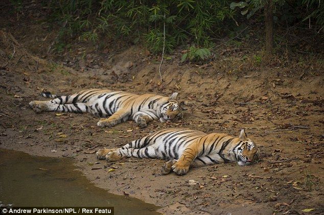 Две мокрые киски в грязи