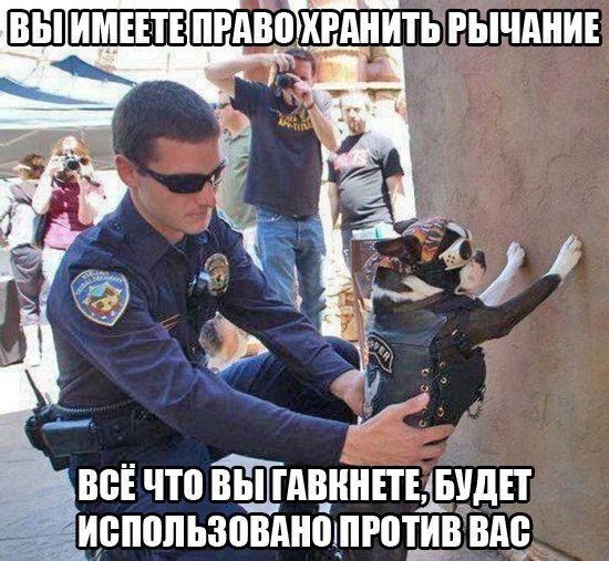 Прикольные картинки (91 фото)