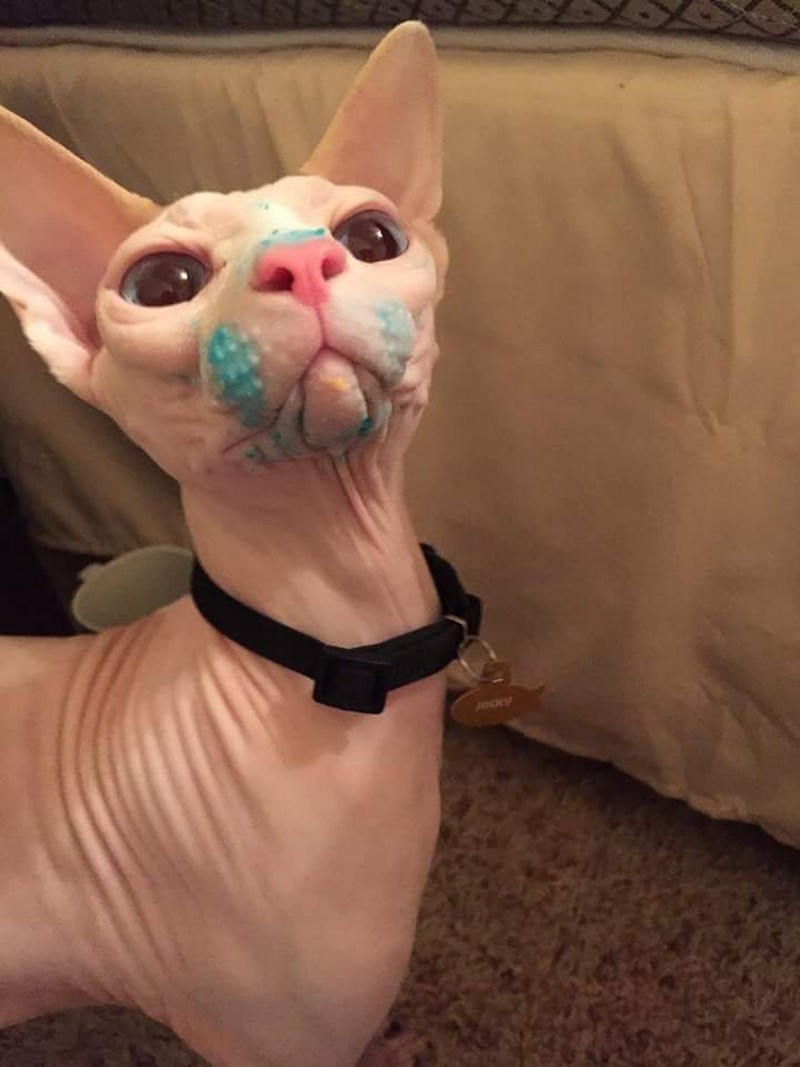 Забавные и симпатичные животные
