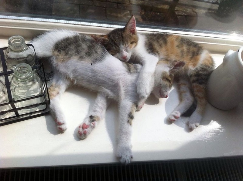 Забавные и симпатичные животные