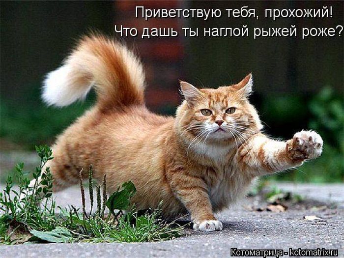 Лучшие котоматрицы недели