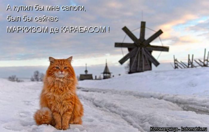 Лучшие котоматрицы недели