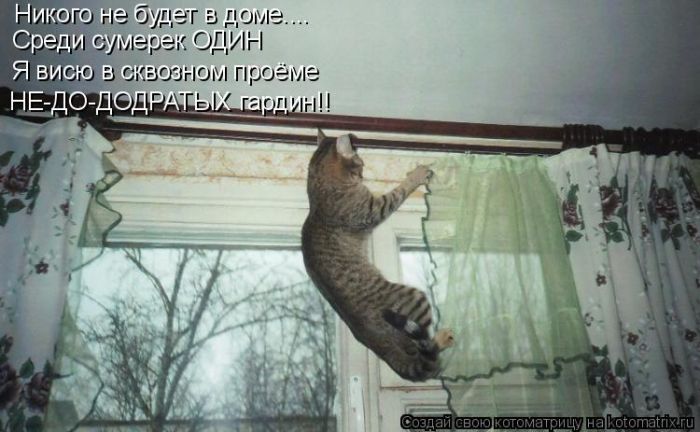 Лучшие котоматрицы недели