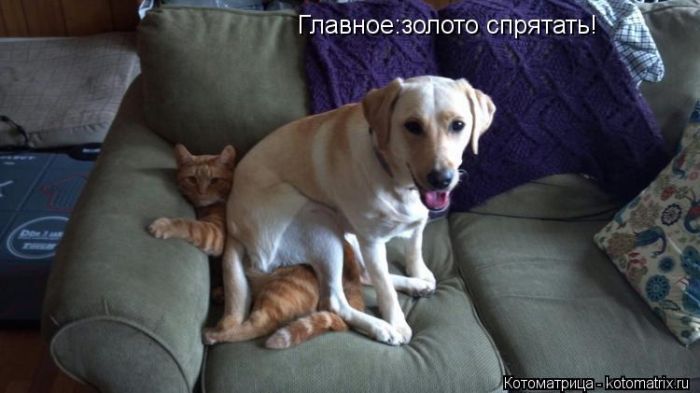 Лучшие котоматрицы недели