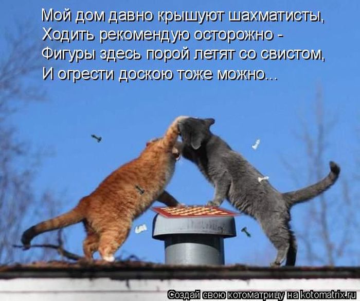 Лучшие котоматрицы недели
