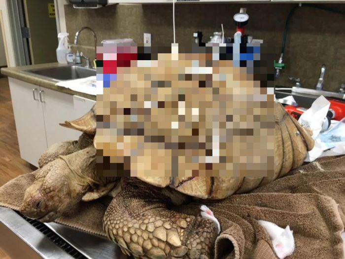 Спасение пострадавшей черепахи