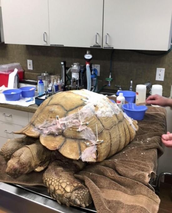 Спасение пострадавшей черепахи