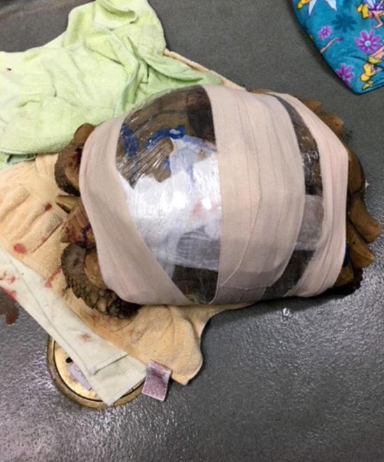 Спасение пострадавшей черепахи