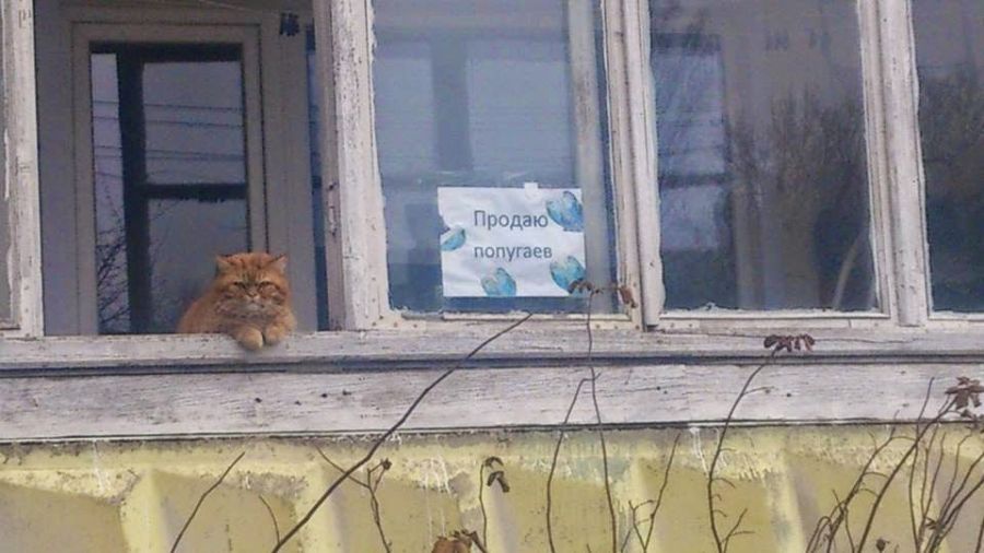 Прикольные картинки (89 фото)