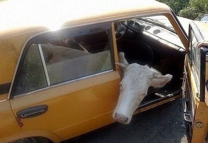 Безумные способы перевозки грузов