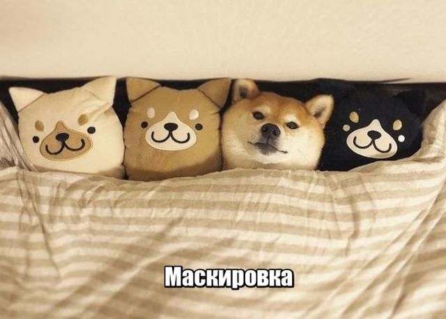 Прикольные картинки