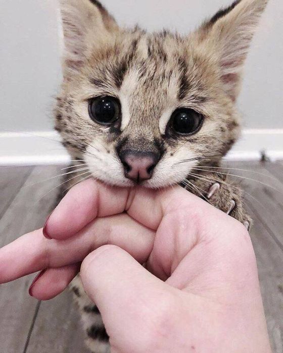 Фото, которые не нуждаются в комментариях