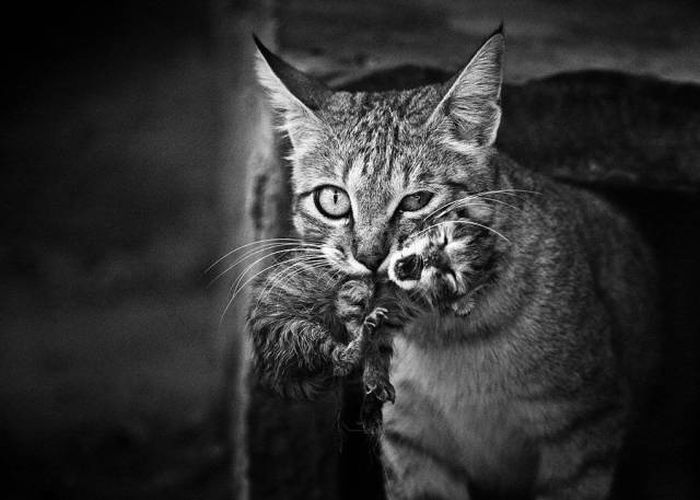 Фото, которые не нуждаются в комментариях