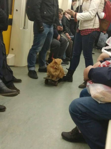 Прикольные картинки