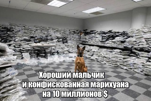 Прикольные картинки