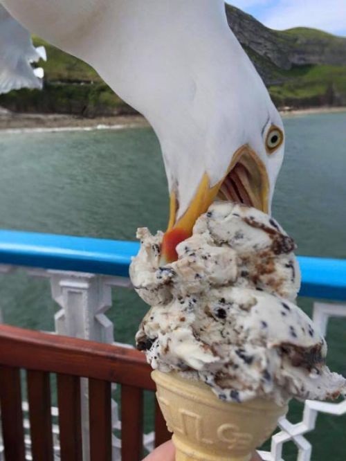 Порция картинок