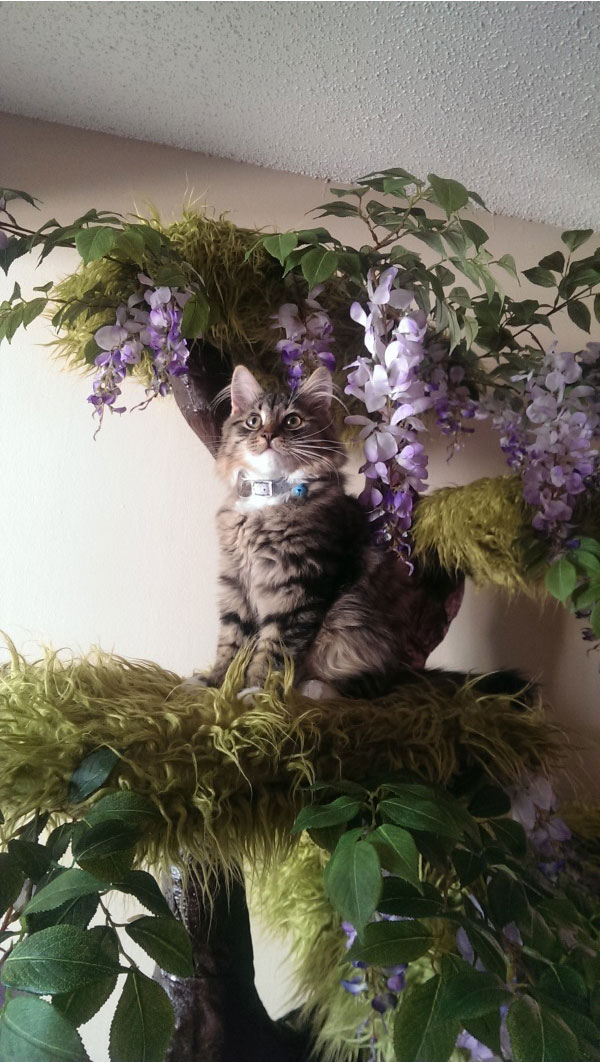 Дом для котэ
