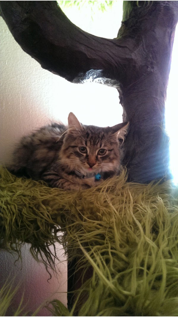 Дом для котэ