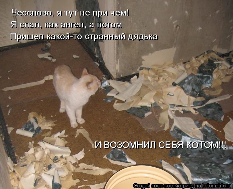 Лучшие котоматрицы недели