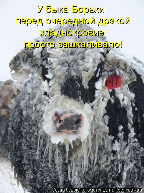 Лучшие котоматрицы недели