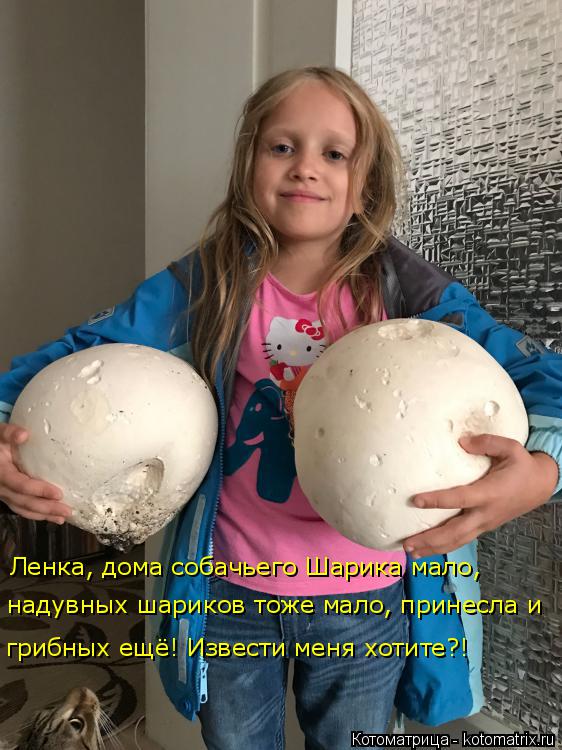 Лучшие котоматрицы недели