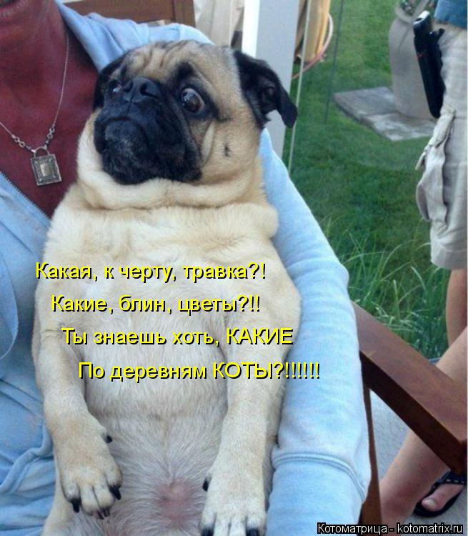 Лучшие котоматрицы недели