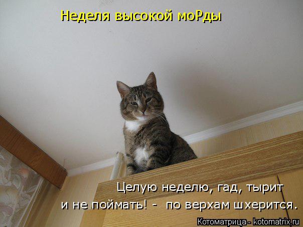 Лучшие котоматрицы недели