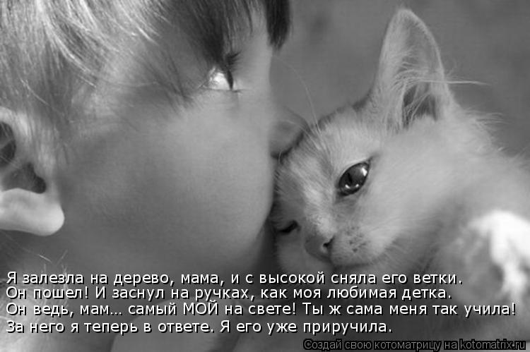 Лучшие котоматрицы недели