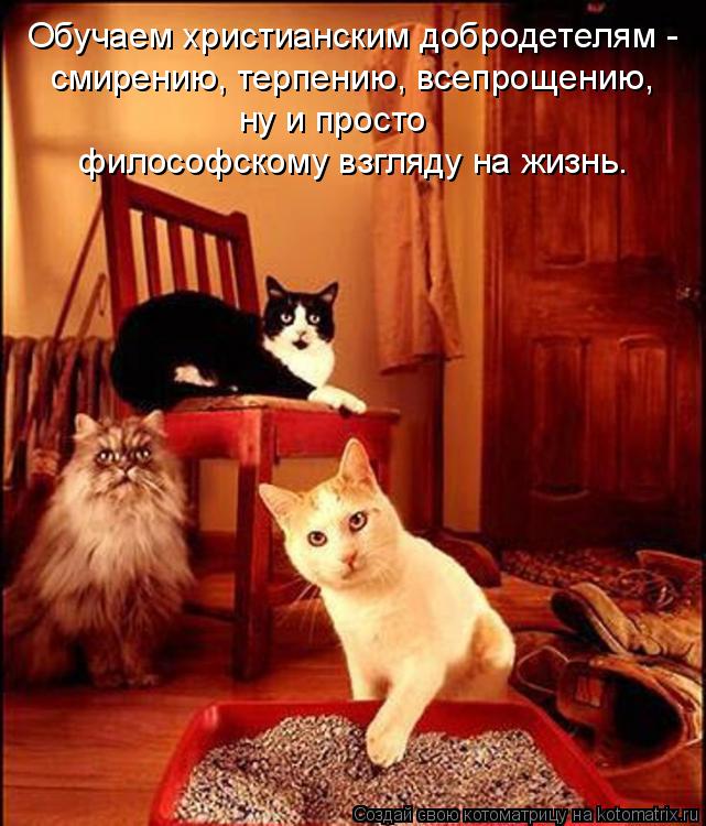 Лучшие котоматрицы недели