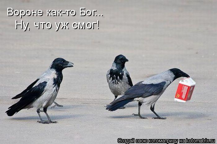 Лучшие котоматрицы недели