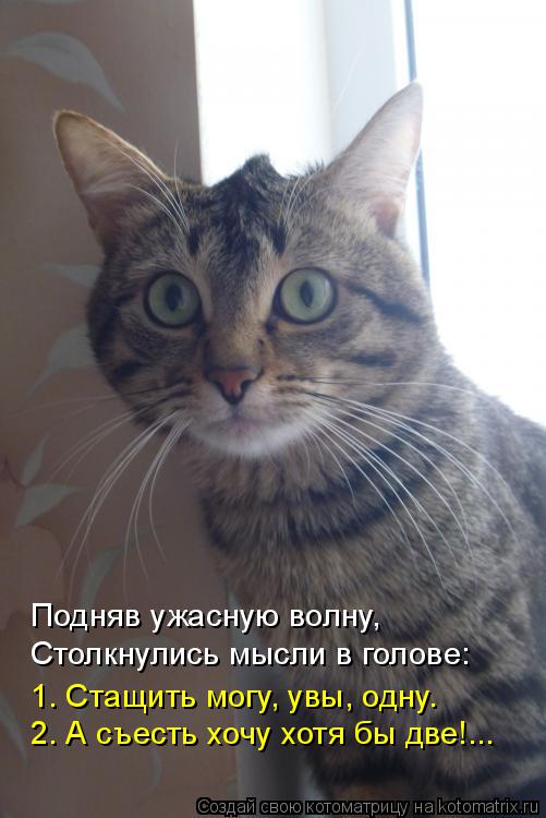 Лучшие котоматрицы недели