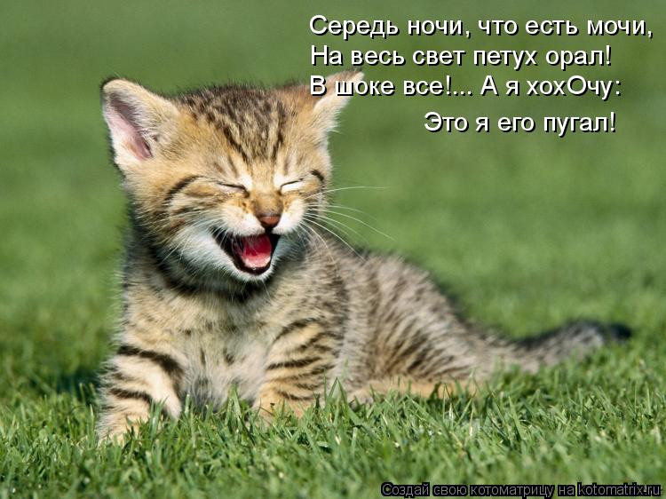 Лучшие котоматрицы недели