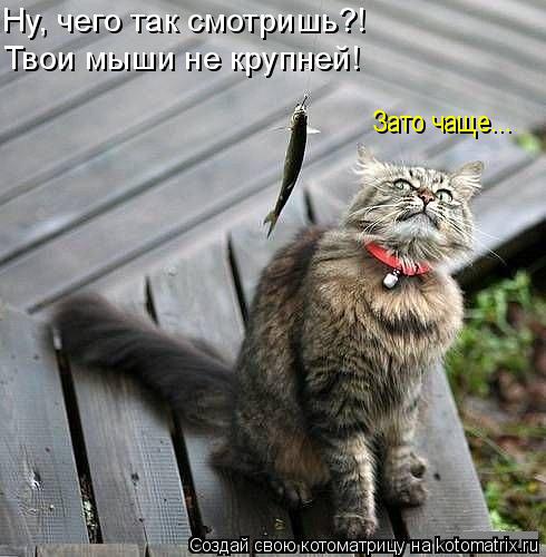 Лучшие котоматрицы недели
