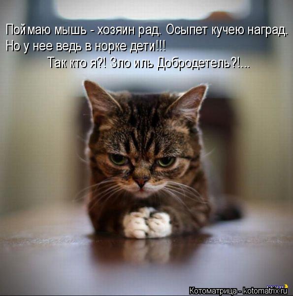 Лучшие котоматрицы недели