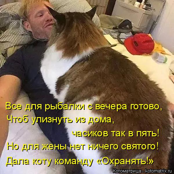 Лучшие котоматрицы недели