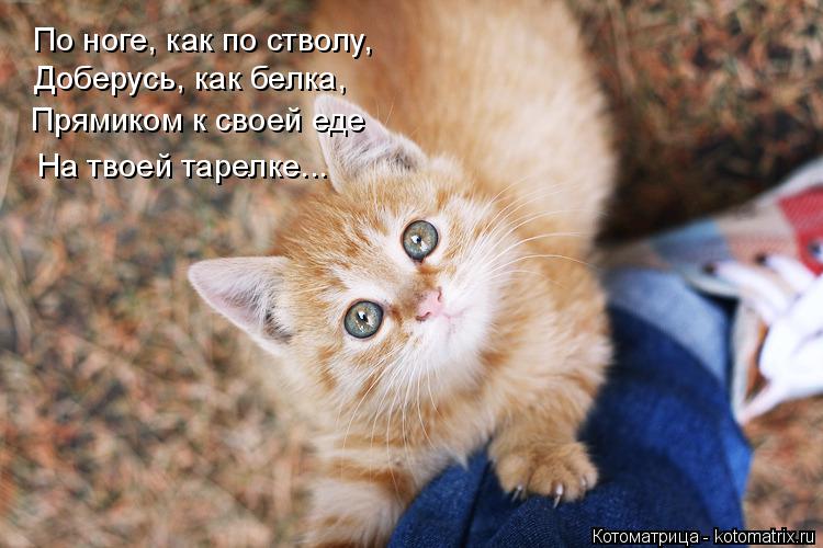 Лучшие котоматрицы недели