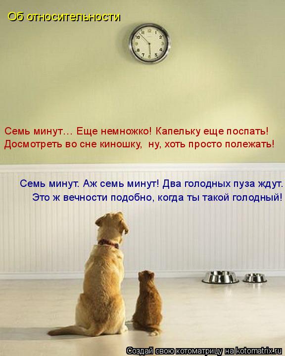 Лучшие котоматрицы недели