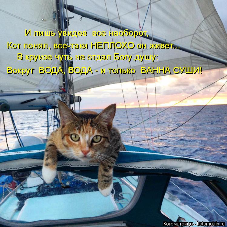 Лучшие котоматрицы недели
