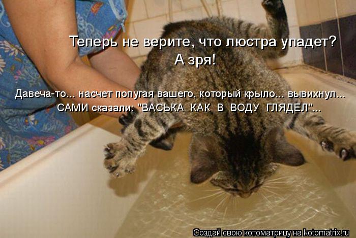 Лучшие котоматрицы недели