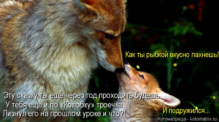 Лучшие котоматрицы недели