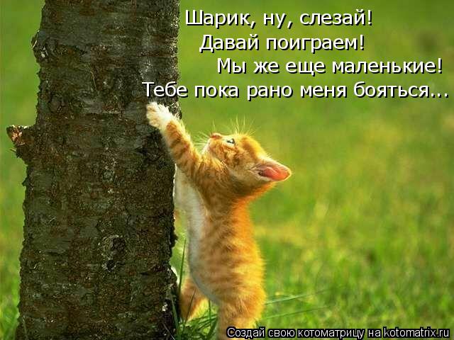 Лучшие котоматрицы недели