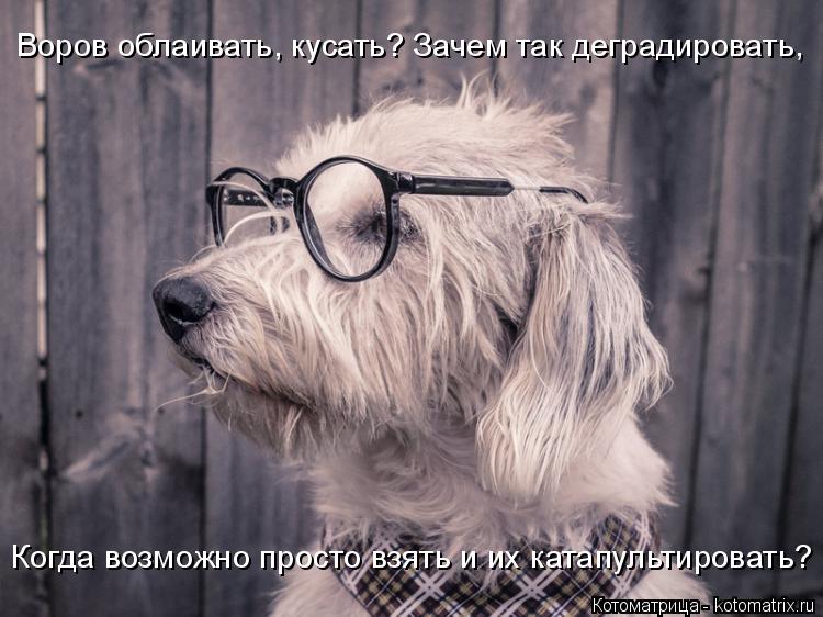 Лучшие котоматрицы недели