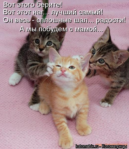 Лучшие котоматрицы недели