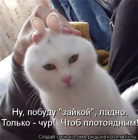 Лучшие котоматрицы недели