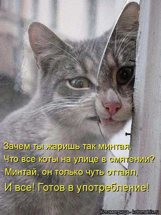 Лучшие котоматрицы недели
