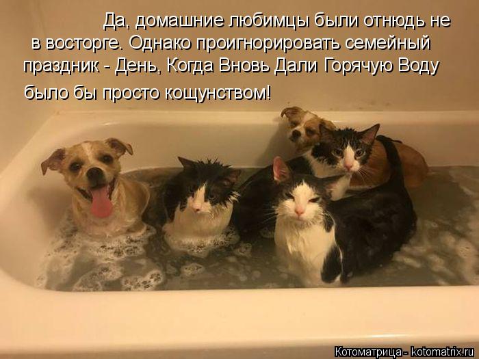 Лучшие котоматрицы недели