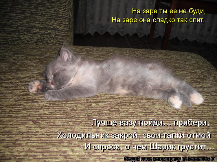 Лучшие котоматрицы недели